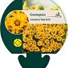 Coreopsis lanceolata 'Baby Gold' Pot 9 cm