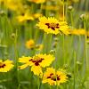 Coreopsis lanceolata 'Sterntaler' Pot 9 cm
