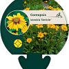 Coreopsis lanceolata 'Sterntaler' Pot 9 cm
