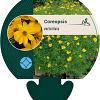 Coreopsis verticillata Pot 9 cm