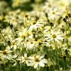 Coreopsis vert. 'Moonbeam' Pot 9 cm