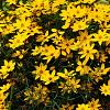 Coreopsis vert. 'Zagreb' Pot 9 cm