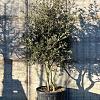 Quercus ilex Pot 230 Liter 200 - 250 cm Meerstammig