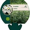 Crambe cordifolia Pot 9 cm