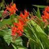 Crocosmia 'Emily McKenzie' Pot 9 cm