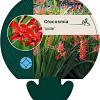 Crocosmia 'Lucifer' Pot 9 cm
