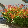 Crocosmia 'Lucifer' Pot 9 cm