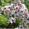 Darmera peltata Pot 9 cm