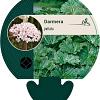 Darmera peltata Pot 9 cm