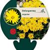 Delosperma congestum Pot 9 cm