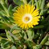 Delosperma congestum Pot 9 cm