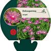 Delosperma cooperi Pot 9 cm