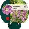 Delphinium (P) 'Astolat' Pot 9 cm