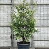 Amelanchier lamarckii Pot 110 liter 200 - 225 cm