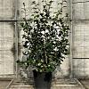 Camellia japonica Pot 25 Liter 100 - 125 cm