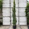 Carpinus Betulus pyramidalis  Pot 30 Liter 250 - 300 cm