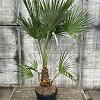 Chamaerops humilis Pot 30 Liter 