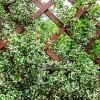 Euonymus fort. 'Silver Queen' Pot 7,5 Liter stam 90 cm
