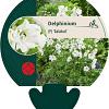 Delphinium (P) 'Galahad' Pot 9 cm