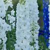 Delphinium (P) 'Galahad' Pot 9 cm