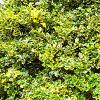 Ilex aq. 'Argentea Marginata' Bolvorm 80-90cm