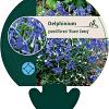 Delphinium gr. 'Blauer Zwerg' Pot 9 cm