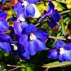 Delphinium (P) 'King Arthur' Pot 9 cm