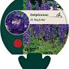 Delphinium (P) 'King Arthur' Pot 9 cm