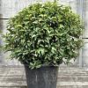 Prunus l. 'Angustifolia' Bolvorm 50-60 cm