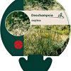 Deschampsia cespitosa Pot 9 cm