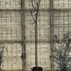 Prunus yedoensis Hoogstam (Stamomtrek 10-12 cm)