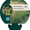 Deschampsia cesp. 'Bronzeschleier' Pot 9 cm