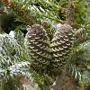 Abies k. 'Silberlocke' Pot 10 liter 70 - 80 cm