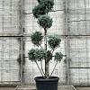 Cupressus ariz. 'Fastigiata' Pot 30 Liter 150 - 175 cm Pon-Ponvorm