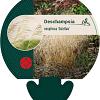Deschampsia cesp. 'Goldtau' Pot 9 cm