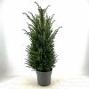 Taxus baccata Pot 10 liter 80 - 100 cm