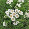 Achillea ptarmica Pot 9 cm