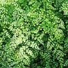 Adiantum pedatum 'Imbricatum' Pot 9 cm