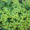 Alchemilla xanthochlora Pot 9 cm