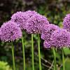 Allium 'In Orbit' Pot 9 cm