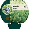 Amsonia hubrichtii Pot 9 cm