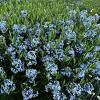 Amsonia orientalis Pot 9 cm