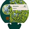 Amsonia orientalis Pot 9 cm