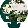 Anemone Wild Swan Pot 9 cm