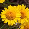 Anthemis tinctoria Pot 9 cm
