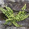 Asplenium trichomanes Pot 9 cm
