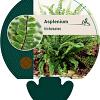 Asplenium trichomanes Pot 9 cm