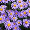 Aster alpinus 'Goliath' Pot 9 cm