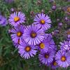 Aster 'Barbados' Pot 9 cm