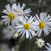 Aster ericoides Pot 9 cm